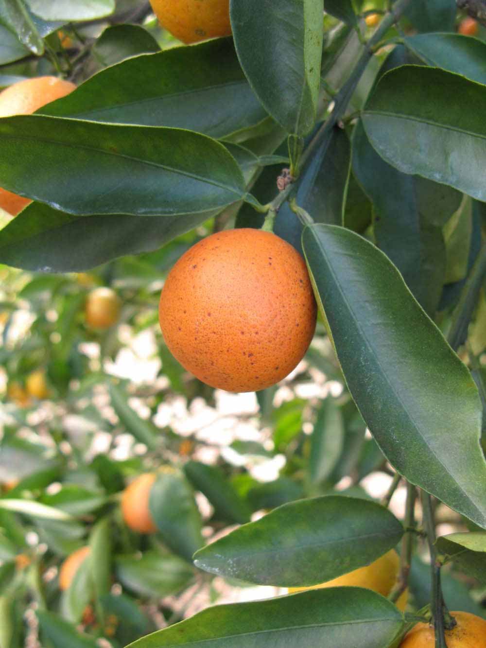              Fruit (Winter Haven, FL)       